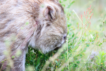 Close-Up of Wombat Grazing in Grassland, Wilsons Prom, Australia