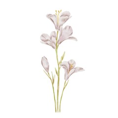 Cute wildflower Freesia on white. Watercolor illustration in kids style for textile, decoration children parties, birthday, Easter.