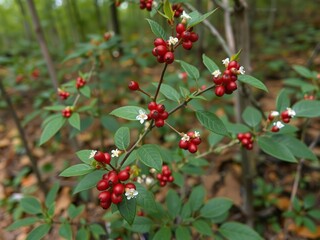 Obraz premium Bearberry plant with its small red berries and white flowers in a forest environment, forest, nature, arctostaphylos uva ursi