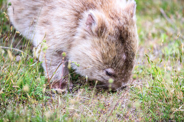 Close-Up of Wombat Grazing in Grassland, Wilsons Prom, Australia