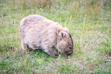 Wombat Grazing Peacefully in Natural Habitat, Wilsons Prom, Australia
