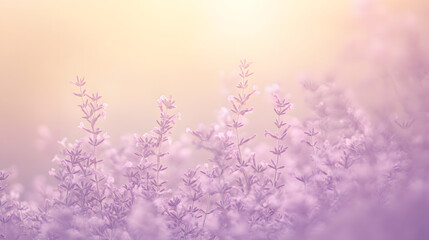 Lavender Field in Soft Light