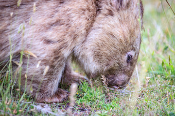 Fototapeta premium Close-Up of Wombat Grazing in Grassland, Wilsons Prom, Australia