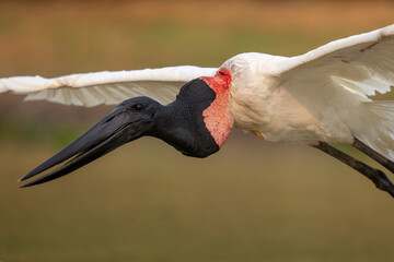 Jabiru stork