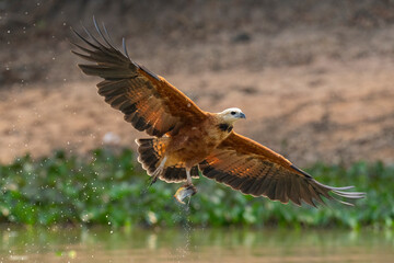 Black-collared hawk