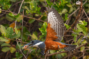 Ringed kingfisher with fish prey
