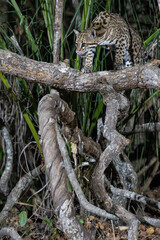 Ocelot