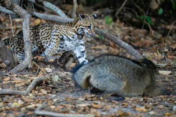 Ocelot in fight with a Crab-eating fox