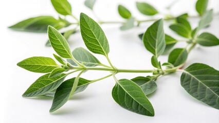 Fototapeta premium Close-up of ashwagandha leaves and stems on white background with soft focus and shallow depth of field, botanicals, ashwagandha leaves, herbals