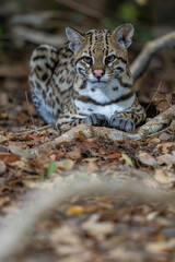 Ocelot