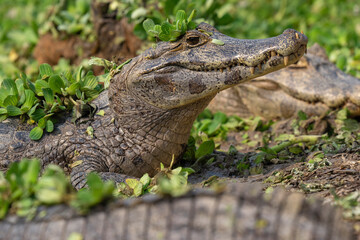 Yacaré caiman