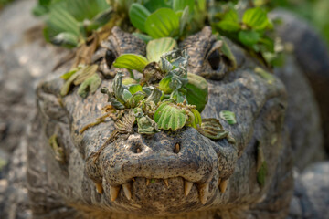 Yacaré caiman