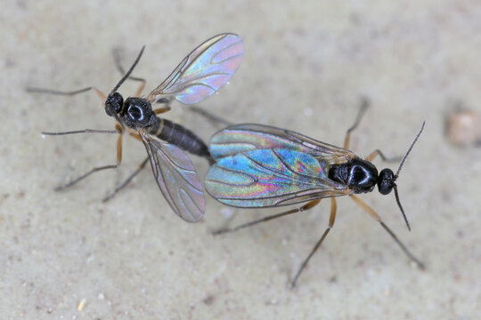 Macro image of a two Dark-winged Fungus Gnat flies (Sciaridae). Larvae are pests, bite the roots of plants in soil.