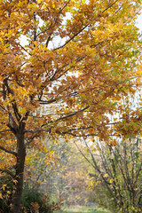 Tree with yellow autumn leaves on a forest path