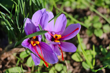 Feld Safran Anbau, Blüte, Altenburger Safran, Altenburg, Altenburger Land, Thüringen, Deutschland