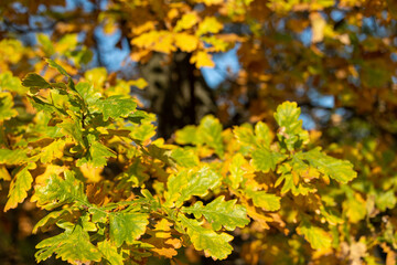 Oak branches with autumn leaves