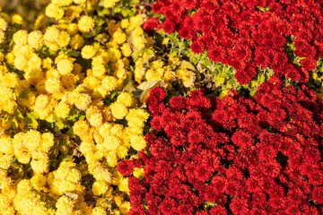 Yellow and red chrysanthemum flowers on a flowerbed