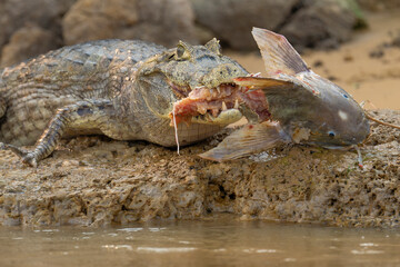 Yacaré caiman with prey a large Jaú catfish