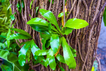 Tropical the fern grows on the bark of trees among vines