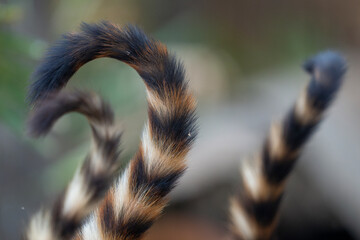 Tails of three Coati
