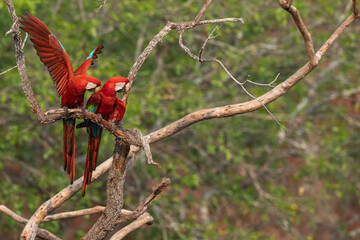Red-and-green macaw