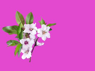 White flowers of the apple tree on a pink background	