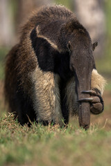 Giant anteater