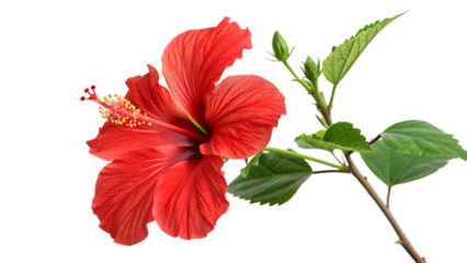 Red hibiscus flower isolated on transparent background