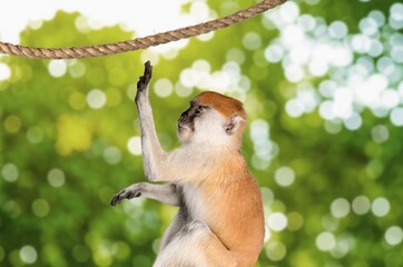 Wild mountain monkey in nature habitat.