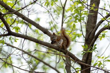 An American Red Squirrel sitting on a tree branch attempting to open a nut.
