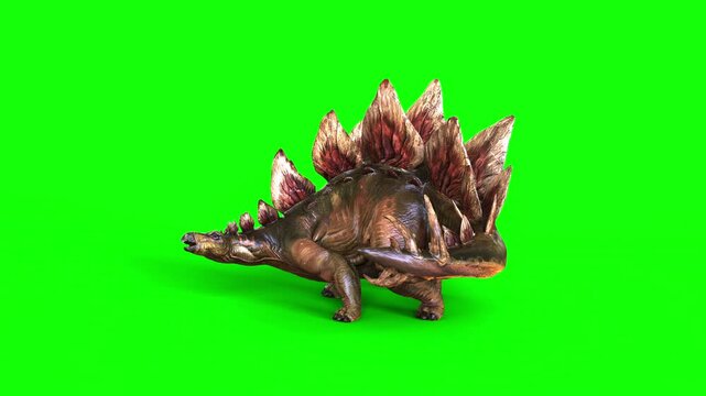 3d illustration of Stegosaurus, was a thyreophoran dinosaur. An herbivore, it is one of the best known dinosaurs of the Jurassic period. Animation of Stegosaurus on green background.