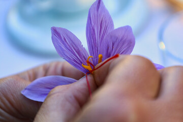 Hand mit Safran, Fädchen und Blüte, Altenburger Safran, Altenburg, Altenburger Land, Thüringen, Deutschland