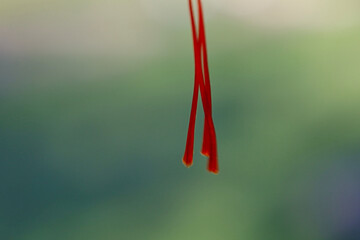 Makroaufnahme einzelner roter Safranf&auml;den vor gr&uuml;nem Hintergrund, Altenburger Safran, Altenburg, Landkreis Altenburger Land, Th&uuml;ringen, Deutschland, Germany, kostbares Gew&uuml;rz, Detailansicht