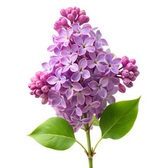 Obraz premium Lilac (flower) isolated on transparent background