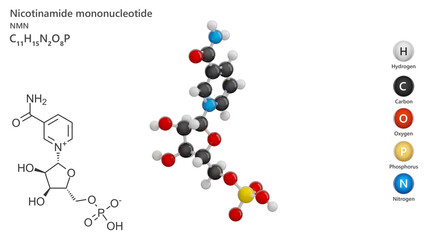 Molecule: Nicotinamide Mononucleotide. Molecular structure. Formula: C11H15N2O8P. Chemical model: Ball and stick. White background. 3D illustration.