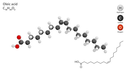 Molecule: Oleic Acid. Molecular structure. Formula: C18H34O2. Chemical model: Ball and stick. White background. 3D illustration.