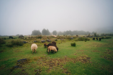 sheep in the fog in madeira