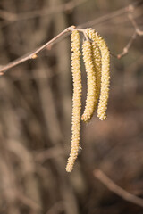 hazel catkins in early spring