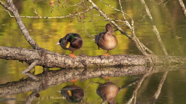 vid&eacute;o d'un couple de canards colvert sauvages, dans un biotope magnifique et naturel, sublim&eacute; par une lumi&egrave;re douce d'automne, zoom arri&egrave;re vers les deux complices amoureux se toilettants