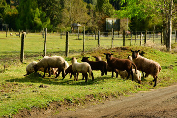 sheep livestock on green meadow willow in patagonia chile