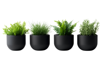 Lush Green Indoor Plants in Stylish Black Pots for Modern Home Decor, Feng Shui, Minimalist Living Space, Relaxing Environment, Natural Touch to Interior Design