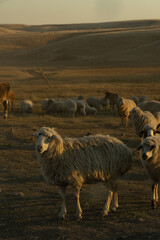 Fototapeta premium sheep in a herd at the sunset in hill landscape in Vashlovani National Park , Georgia