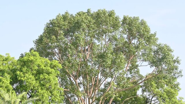 Ficus religiosa tree. It's other name bodhi tree,&nbsp;pippala tree, peepul tree&nbsp;or&nbsp;ashwattha tree.&nbsp;This is the tree under which&nbsp;Gautama Buddha&nbsp;is believed to have attained enlightenment.
