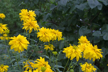 Golden flowers of Rudbeckia dissected (Golden balls) in the garden