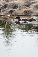 Naklejka premium Nurogęś nad rzeką