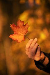 Der Herbst zeigt seine schönsten Farben