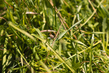 Macro shot of a spider resting on a blade of grass amidst a lush green field, showcasing the intricate details of nature and the quiet life within the grassland ecosystem.
