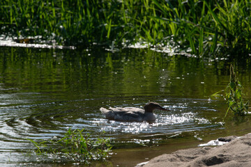 Nurogęś nad rzeką © Michał Kurzątkowski