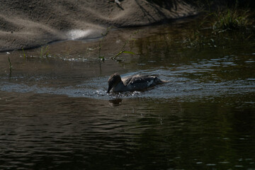 Nurogęś nad rzeką © Michał Kurzątkowski