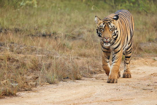 Sub Adult Male Tiger bold, ferocious and Majestic at Bandipur National Park, Karnataka India